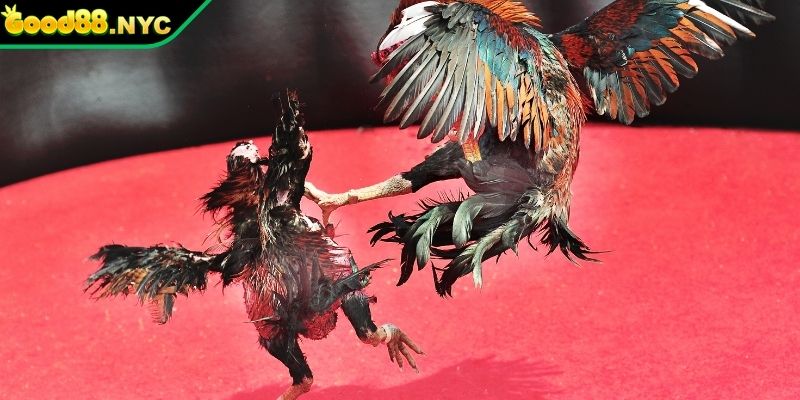 Giới thiệu về đá gà GOOD88