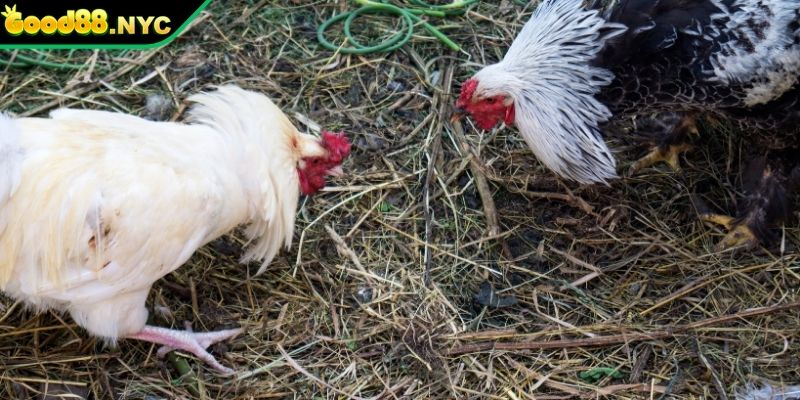 Phí dịch vụ thấp cho hội viên