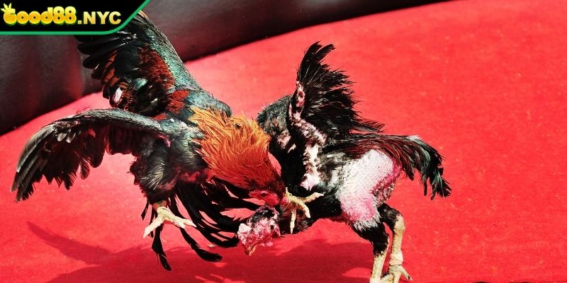 Ưu điểm của đá gà GOOD88